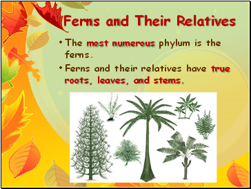Ferns and Their Relatives