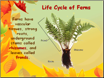 Life Cycle of Ferns