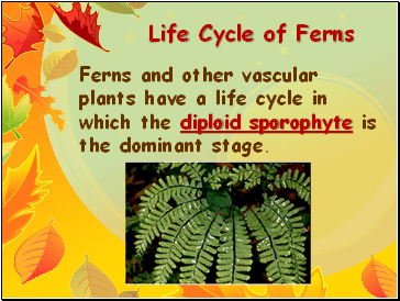 Life Cycle of Ferns