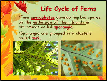 Life Cycle of Ferns