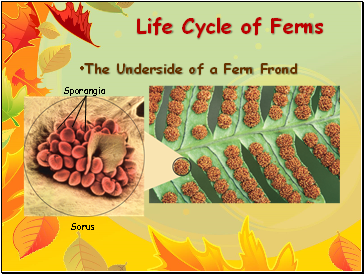 Life Cycle of Ferns