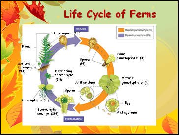 Life Cycle of Ferns