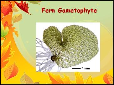 Fern Gametophyte
