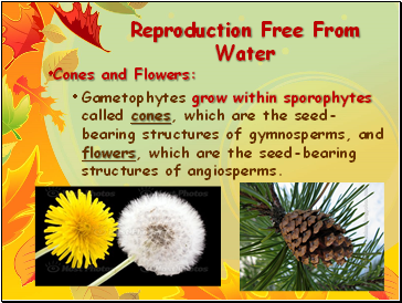 Reproduction Free From Water