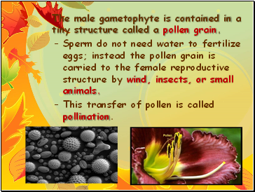 The male gametophyte is contained in a tiny structure called a pollen grain.