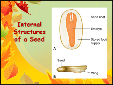Internal Structures of a Seed