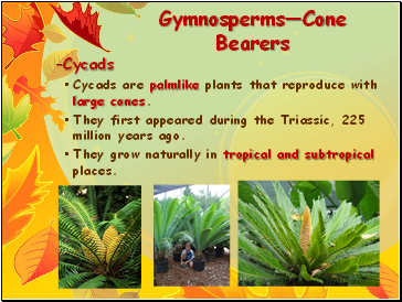 GymnospermsCone Bearers