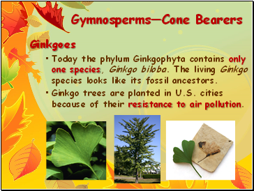 GymnospermsCone Bearers