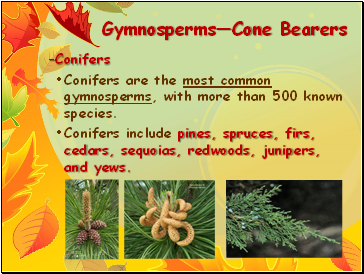 Gymnosperms—Cone Bearers