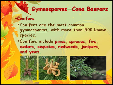 GymnospermsCone Bearers