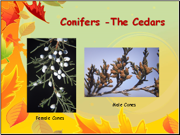 Conifers -The Cedars