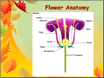 Flower Anatomy