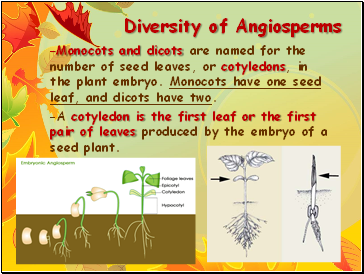 Diversity of Angiosperms