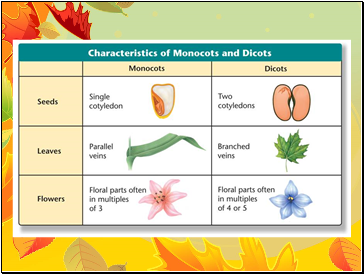 Diversity of Angiosperms