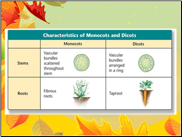 Diversity of Angiosperms