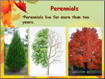 Perennials