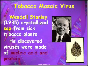 Tobacco Mosaic Virus