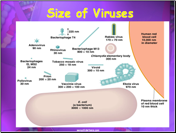 Size of Viruses