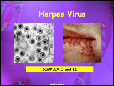 Herpes Virus