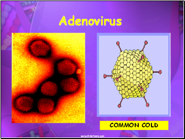 Adenovirus