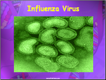 Influenza Virus