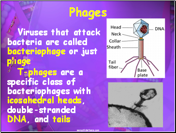 Phages