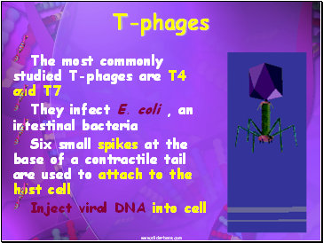 T-phages