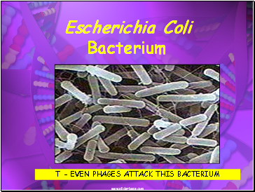 Escherichia Coli Bacterium
