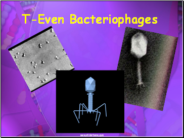 T-Even Bacteriophages