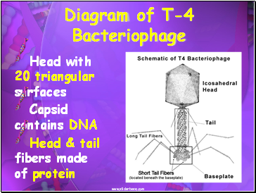Diagram of T-4 Bacteriophage