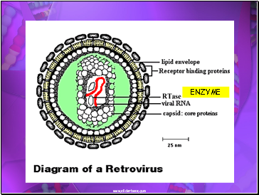 ENZYME