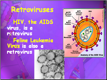 Retroviruses