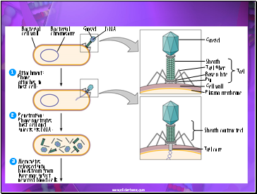 Attachment: Phage attaches to host cell.