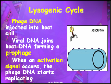 Lysogenic Cycle