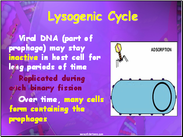 Lysogenic Cycle