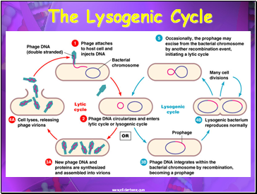 The Lysogenic Cycle