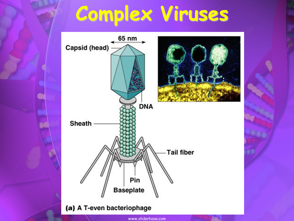 Complex viruses. Shape of viruses. Ares virus.