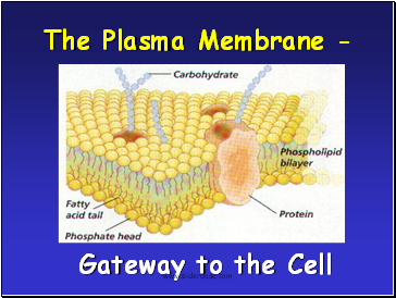Plasma Membrane-Gateway to the Cell