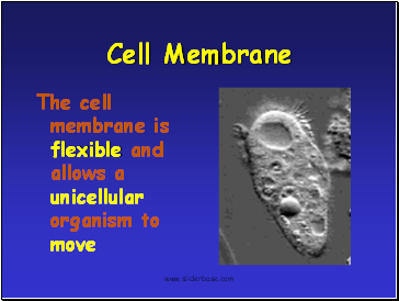 Cell Membrane