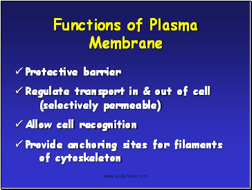 Functions of Plasma Membrane