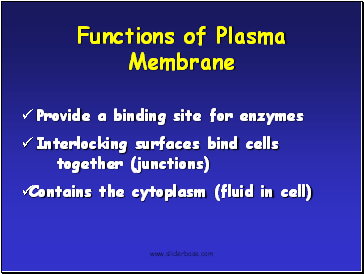 Functions of Plasma Membrane