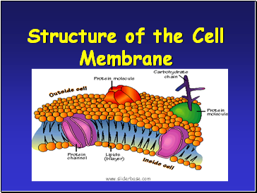 Structure of the Cell Membrane