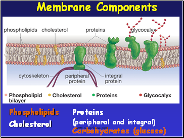 Phospholipids