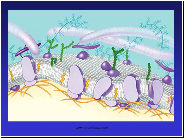 Functions of Plasma Membrane