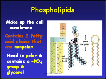 Phospholipids