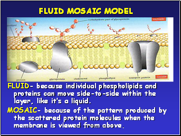 Fluid mosaic model