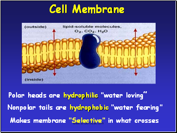 Cell Membrane