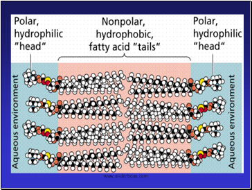 Cell Membrane