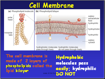 Cell Membrane