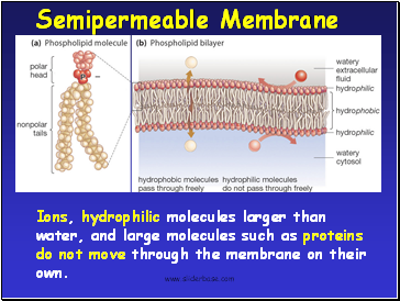 Ions, hydrophilic molecules larger than water, and large molecules such as proteins do not move through the membrane on their own.